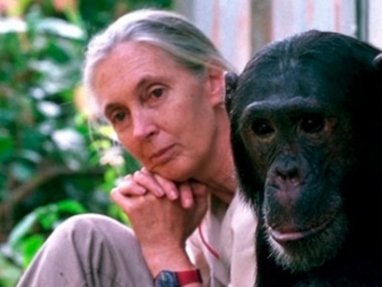 Jane Goodall y un grupo de científicos piden a la UE que promueva dietas saludables y sostenibles en vez de productos animales