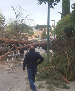 El Ayuntamiento habilita un servicio especial para la recogida extraordinaria de los restos de árboles afectados por Filomena