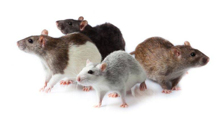 El problema de las ratas en Pozuelo