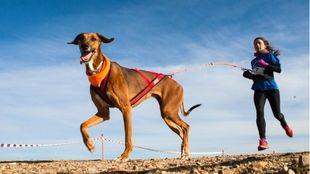 Gran éxito del II Mushing "Ciudad de Pozuelo de Alarcón"