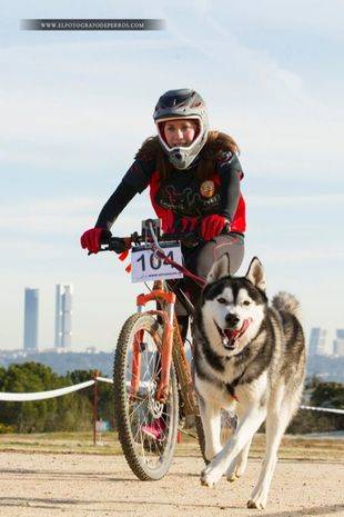 Gran éxito del II Mushing 'Ciudad de Pozuelo de Alarcón'