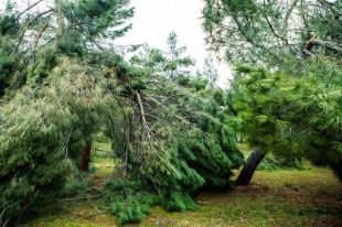 Alerta. El Ayuntamiento activa el Plan de Inclemencias Invernales para prepararse ante las rachas de viento