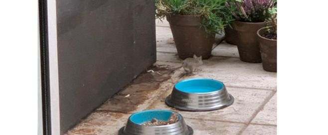 Invasión de ratas en el madrileño barrio de Valdemarín, vecino de Pozuelo de Alarcón