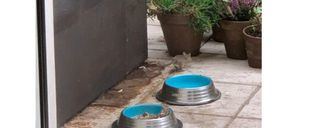 Invasión de ratas en el madrileño barrio de Valdemarín, vecino de Pozuelo de Alarcón