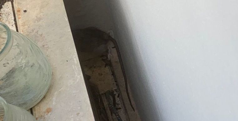 Invasión de ratas en el madrileño barrio de Valdemarín, vecino de Pozuelo de Alarcón