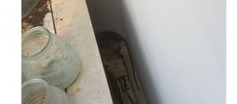 Invasión de ratas en el madrileño barrio de Valdemarín, vecino de Pozuelo de Alarcón