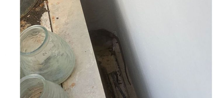 Invasión de ratas en el madrileño barrio de Valdemarín, vecino de Pozuelo de Alarcón