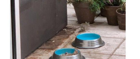 Invasión de ratas en el madrileño barrio de Valdemarín, vecino de Pozuelo de Alarcón
