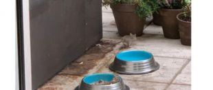 Invasión de ratas en el madrileño barrio de Valdemarín, vecino de Pozuelo de Alarcón