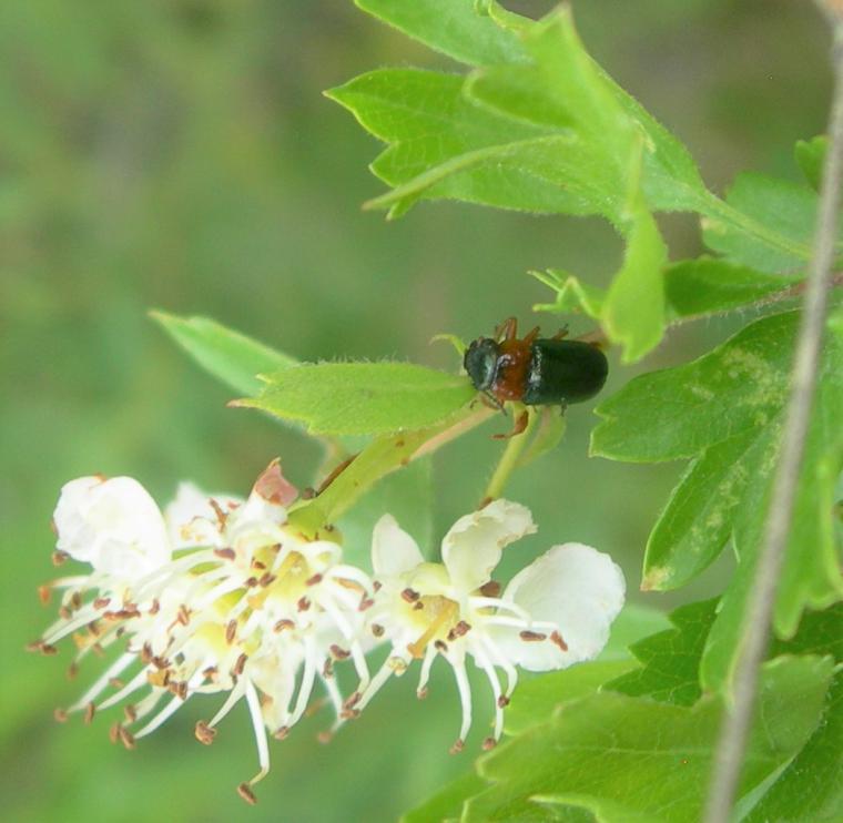 La Comunidad de Madrid confirma la presencia inédita en la región del insecto Chilotomina oberthuri, una especie endémica de la Península Ibérica