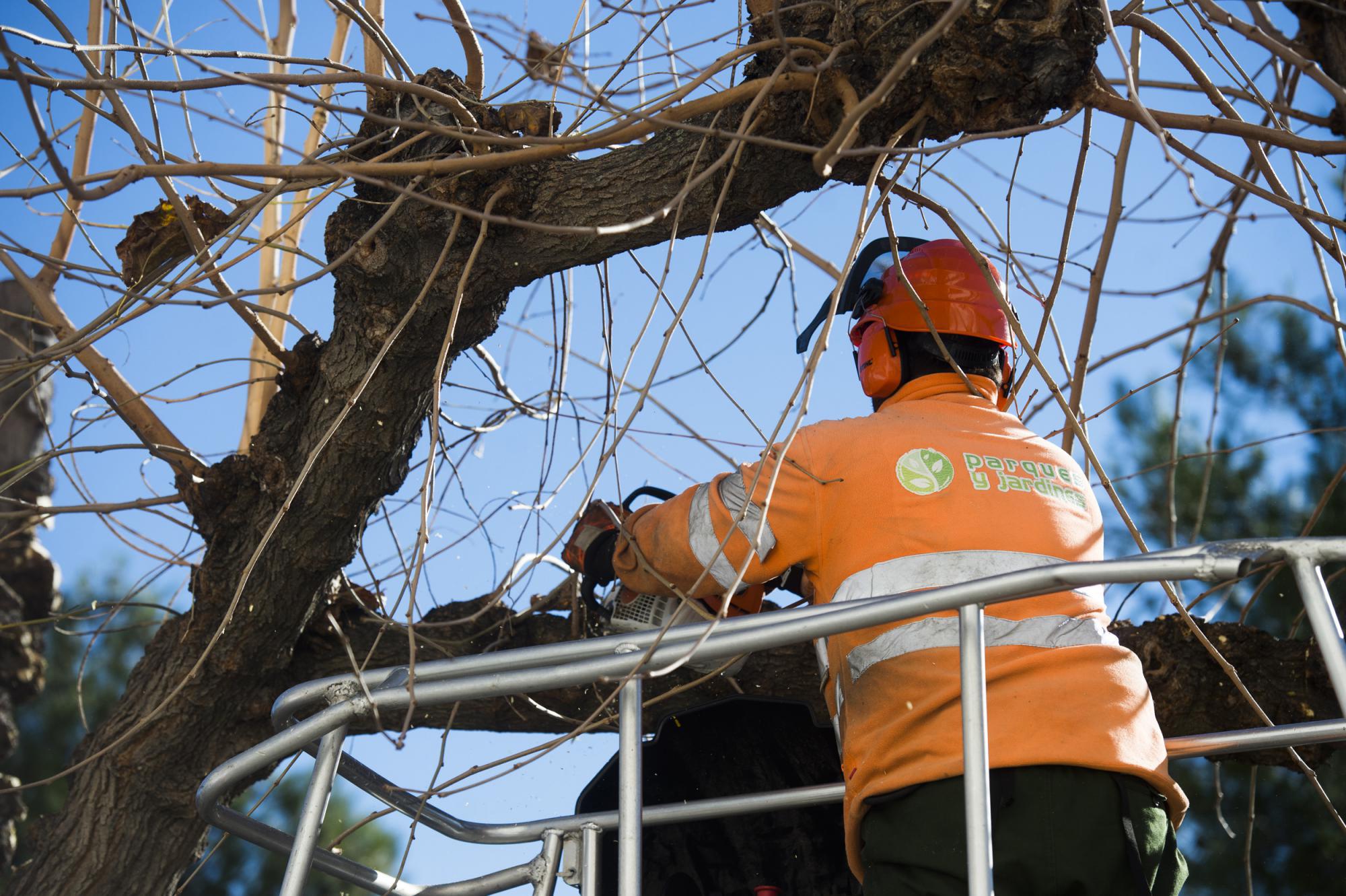 La campaña de poda municipal se llevará a cabo en más de 8.000 ejemplares de la ciudad