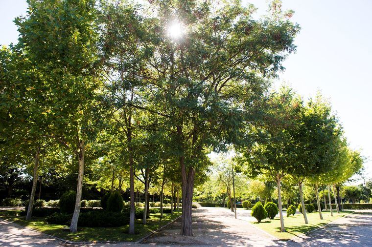 Pozuelo de Alarcón contará con un sistema de agua regenerada que servirá para la limpieza viaria y riego de zonas verdes