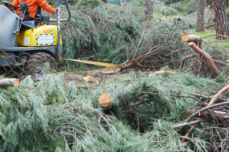 El Gobierno municipal retirará alrededor de 10.000 toneladas en el marco del Plan de Gestión Integral del Resto Vegetal