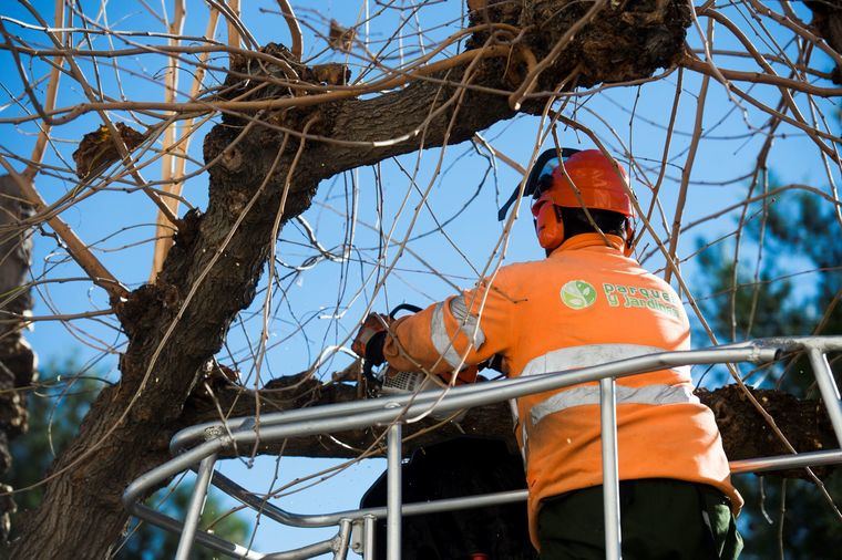 Adjudicado el contrato del servicio de poda, tala y retirada de restos de arbolado municipal