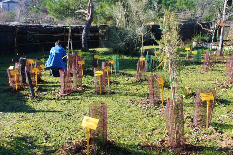 Voluntarios de Pozuelo colaboran en la plantación de un minibosque de Miyawaki en el Aula de Educación Ambiental