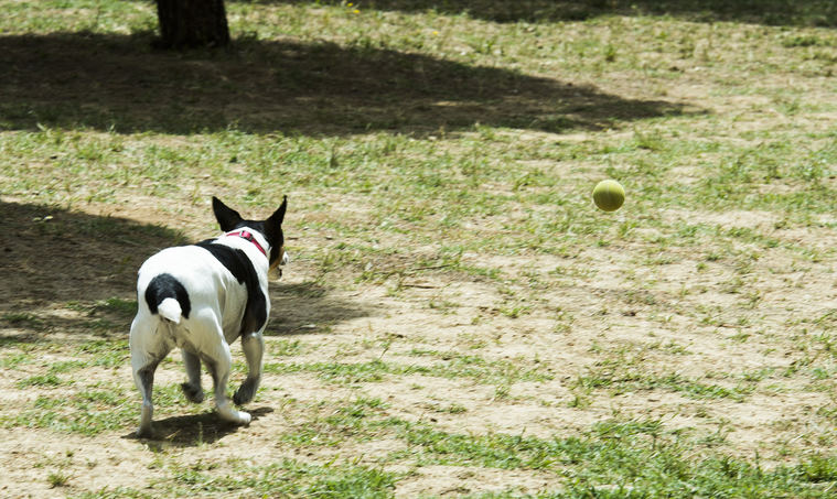 Arranca la construcción de la nueva área canina en el Parque Cerro de los Perdigones de Pozuelo