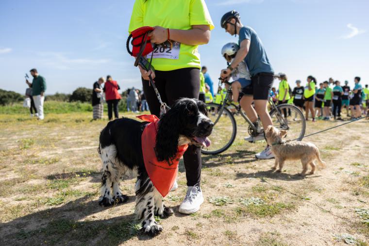 La II Carrera solidaria contra el maltrato y abandono animal se celebró este domingo en el Parque Forestal Adolfo Suárez de Pozuelo de Alarcón