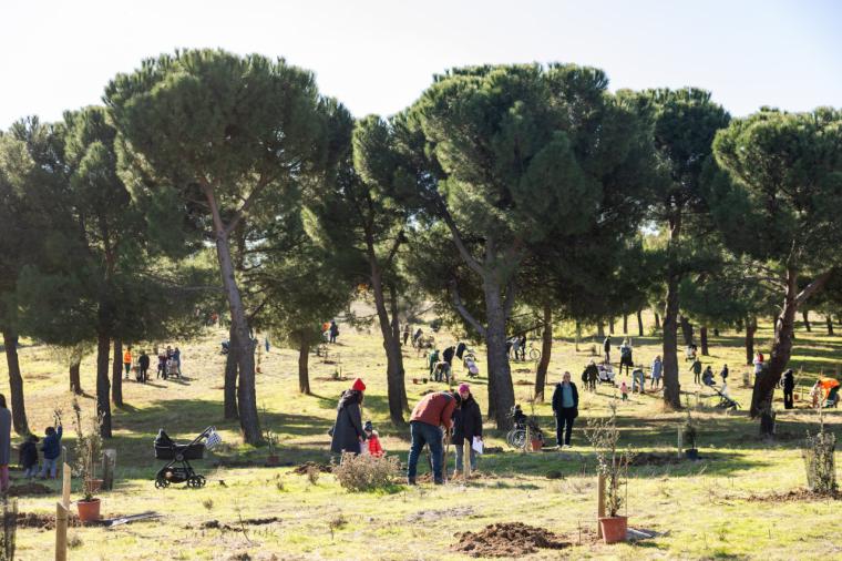 Pozuelo de Alarcón honra a los bebés nacidos en 2024 y 2025 con la plantación de 163 árboles
