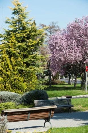 Pozuelo se une a otras 20 ciudades españolas en el prestigioso reconocimiento internacional por su compromiso ambiental