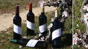 Descubre los vinos de la bodega Alberto Ayuso en Pozuelo