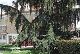 Cedro del Líbano. Barrio de La Fuentecilla. Pozuelo de Alarcón.