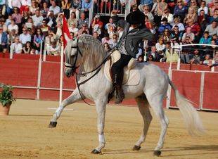 Sueños y pasión ecuestre en las Fiestas de Pozuelo