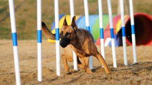 Deporte canino en las Fiestas de Pozuelo