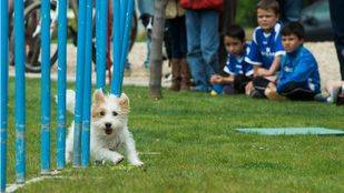 Pozuelo tendrá un Centro de Protección Animal