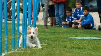 Pozuelo tendrá un Centro de Protección Animal