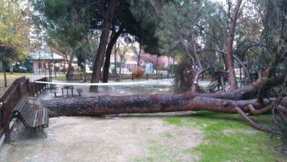 Somos Pozuelo se pronuncia sobre la caída de árboles en el municipio