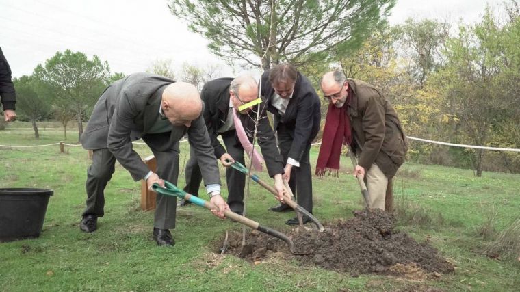 Un bosque de árboles clonados en Pozuelo de Alarcón