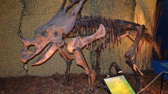 El segundo Tiranosaurio Rex más grande del mundo conquista Madrid