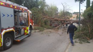 La semana comienza en Pozuelo con la caída de un árbol y un incendio de vegetación