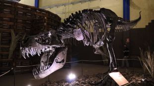 Dinopétrea se despide de Madrid