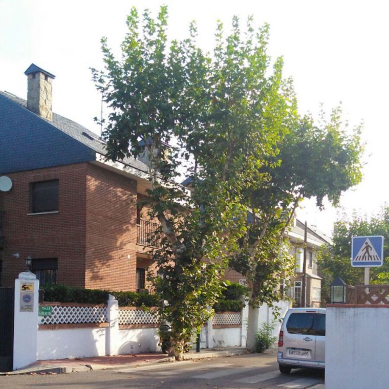 Ecocidio en la Colonia de los Ángeles de Pozuelo de Alarcón