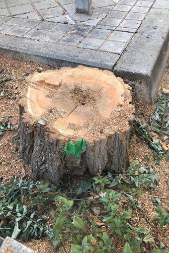 Detenida momentáneamente la tala de árboles en la Colonia de los Ángeles de Pozuelo de Alarcón