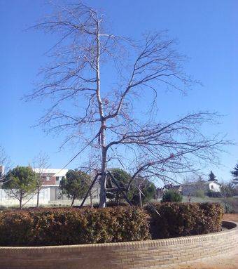 El Ayuntamiento de Pozuelo tala el ‘árbol de la Gürtel’