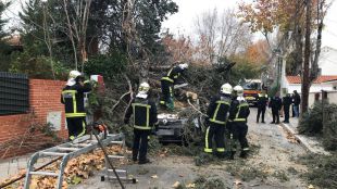 Un árbol cae sobre una furgoneta en Pozuelo