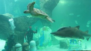 Zoo Aquarium de Madrid y Ecovidrio fomentan el reciclaje con un Belén entre tiburones