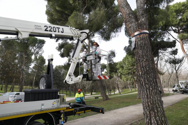 El Ayuntamiento finaliza los trabajos de control y reducción de la oruga procesionaria