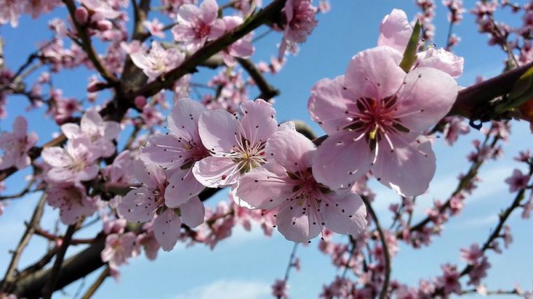 La primavera, la agenda altera