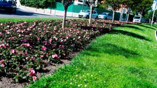 Cerca de 25.000 flores pondrán color a las calles de Pozuelo este verano