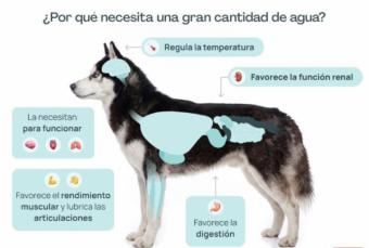 La ciencia lo confirma: una alimentación con alto contenido en agua mejora la hidratación de los perros