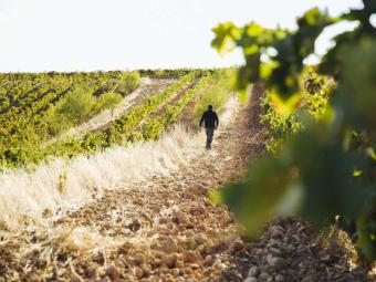 Altanza a la última con sus vinos veganos