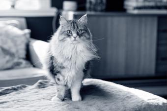 La artrosis felina, una patología silenciosa que afecta al 40% de los gatos