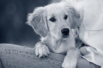 Recomendaciones para evitar un envenenamiento en tu mascota