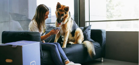 Actividades, salud y juegos desde casa: cómo mantener activo a tu perro durante la cuarentena