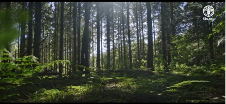 Disfruta de la naturaleza sin salir de casa