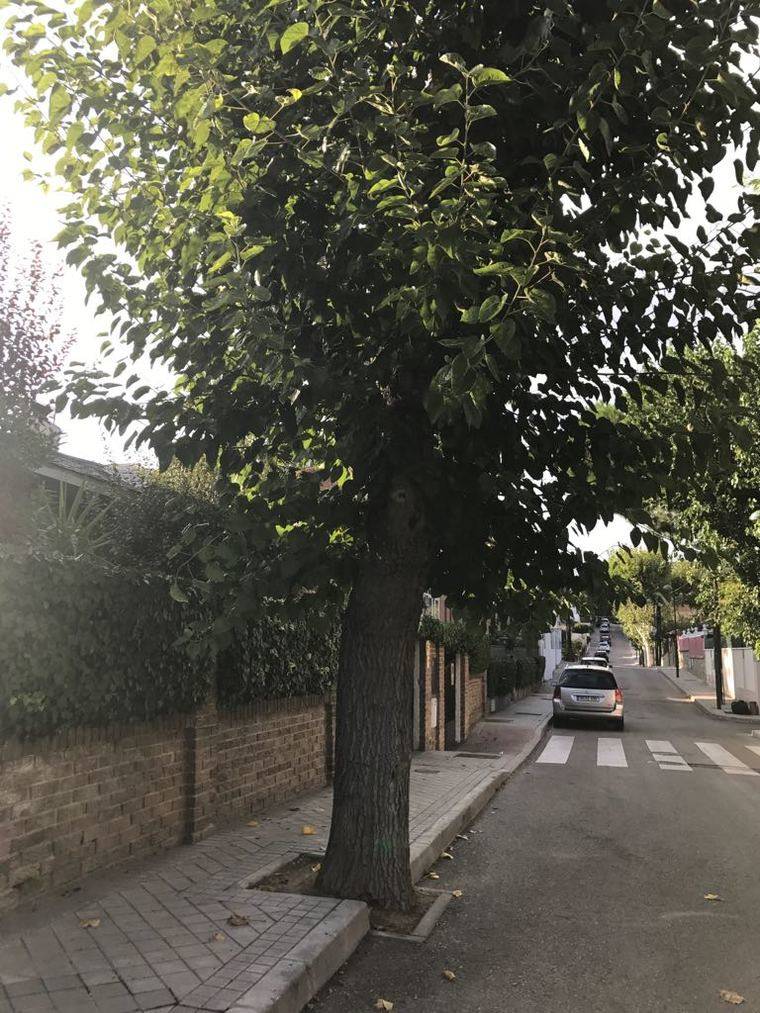 Detenida momentáneamente la tala de árboles en la Colonia de los Ángeles de Pozuelo de Alarcón