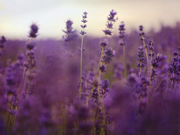 Es tiempo de lavanda: Tres razones para dejarse envolver por el poder calmante de esta planta milenaria